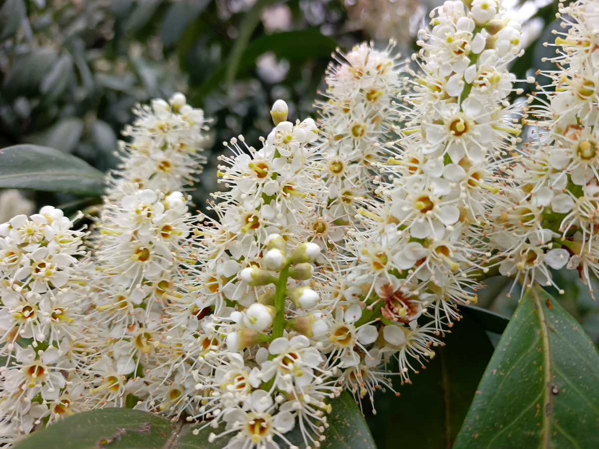 Адлер, село Орел-Изумруд, Лавровишня, апрель 2026 года.