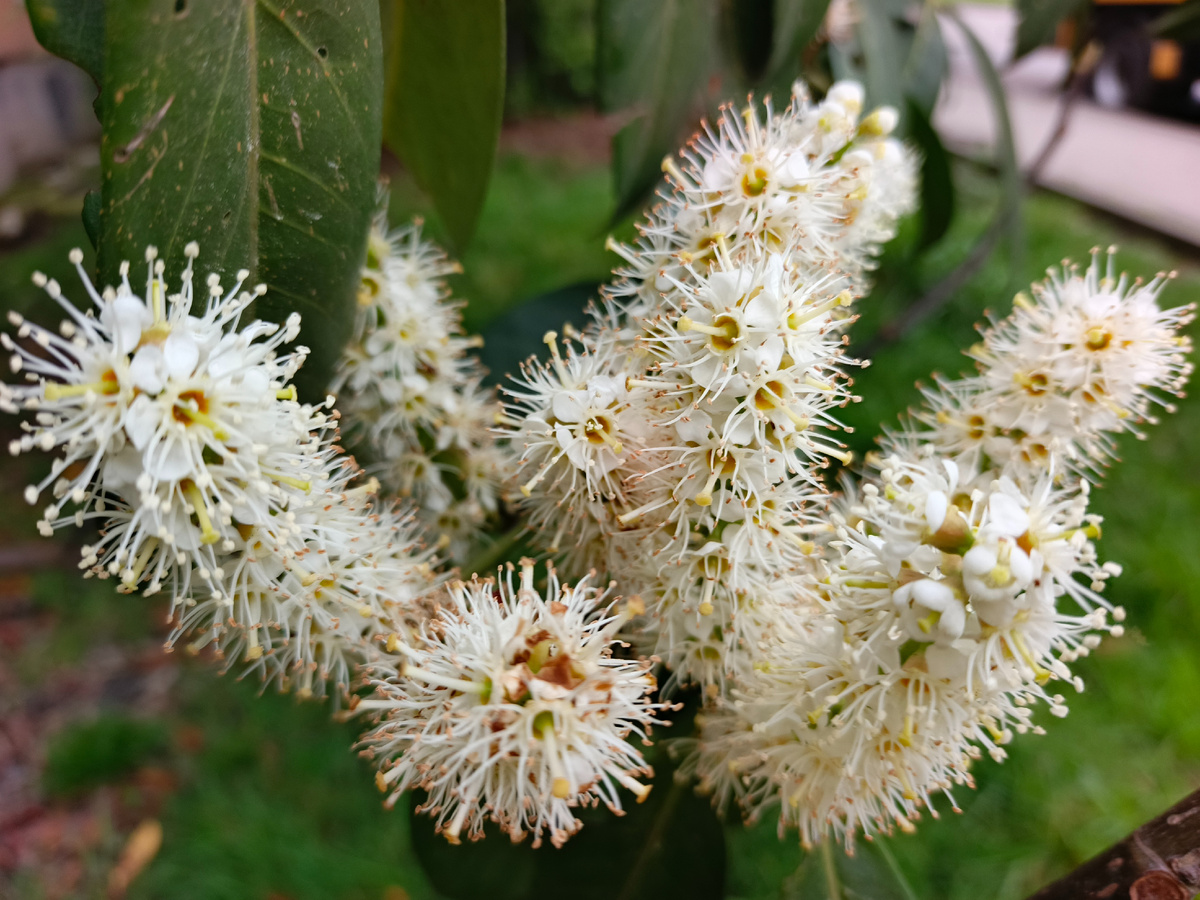 Адлер, село Орел-Изумруд, Лавровишня, апрель 2026 года.