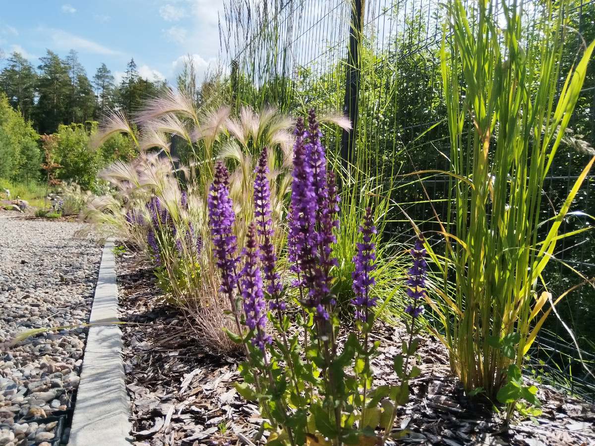 Шалфей дубравный (НЕ запрещен в РФ, продается в питомниках растений)