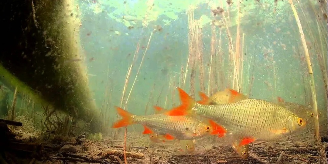 Плотва-«диверсант»: Как безобидная сорожка уничтожает чужих детей