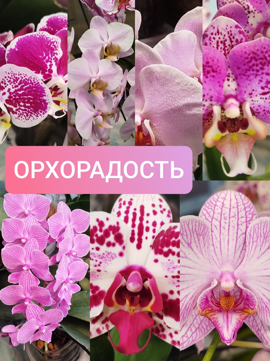 Фото розовые орхидеи фаленопсисы орхорадость