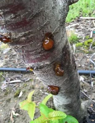 Бактериальный рак черешни