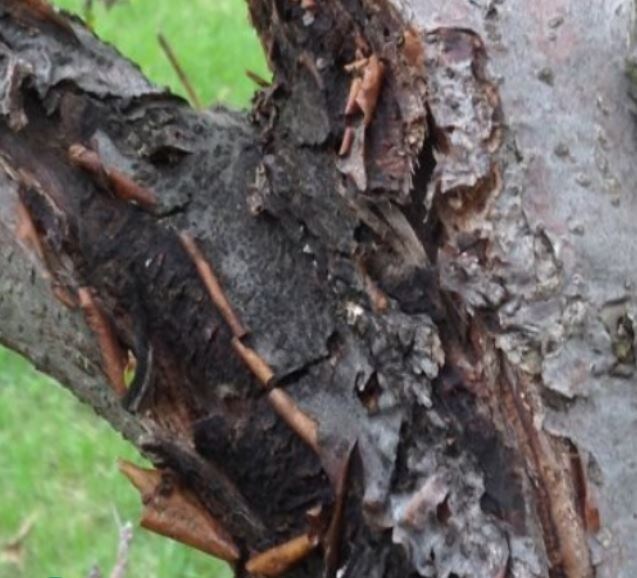 Фото 1, 2 - бактериальный рак. https://dolinasad.by/blog/sovety-pokupatelyam Фото 3 - бактериальный рак черешни. Фото из открытых источников