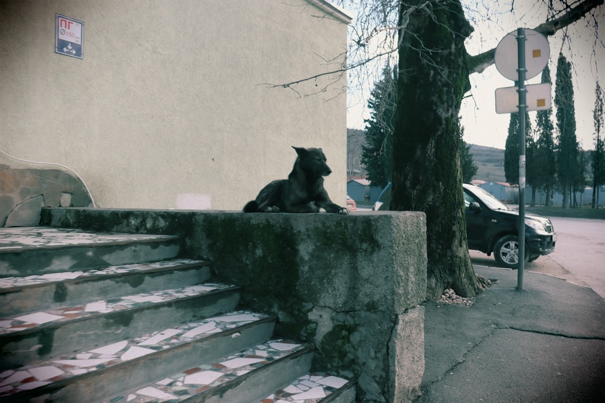 Собачий лев. (на одном из вечерних променадов с Энжи засняли) © Copyright: Ориби Камм Пирр