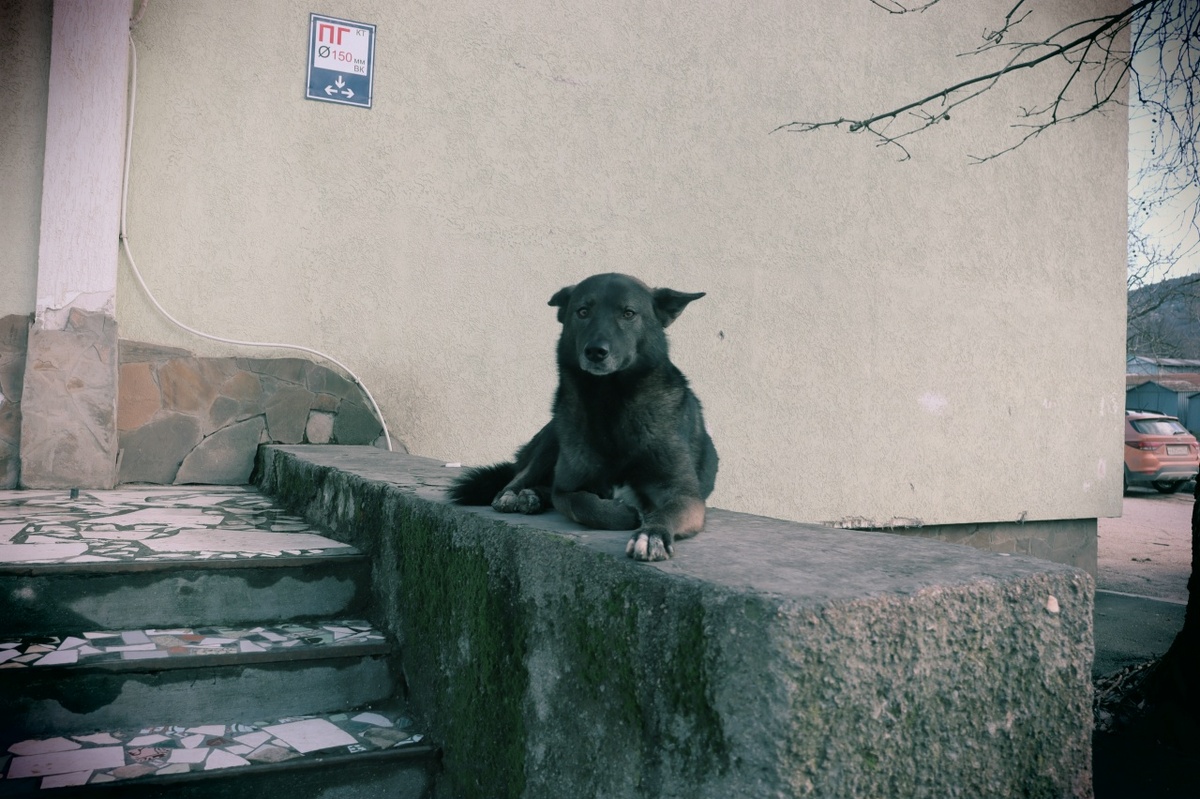 Собачий лев. (на одном из вечерних променадов с Энжи засняли) © Copyright: Ориби Камм Пирр