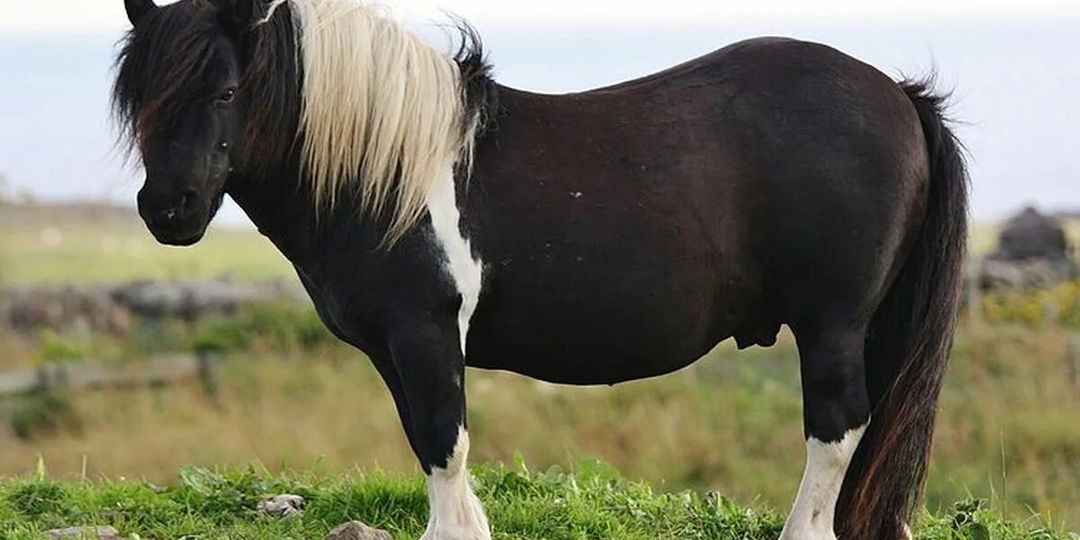 Какой самый умный пони прошёл тест на IQ? Правда о когнитивных способностях миниатюрных лошадей