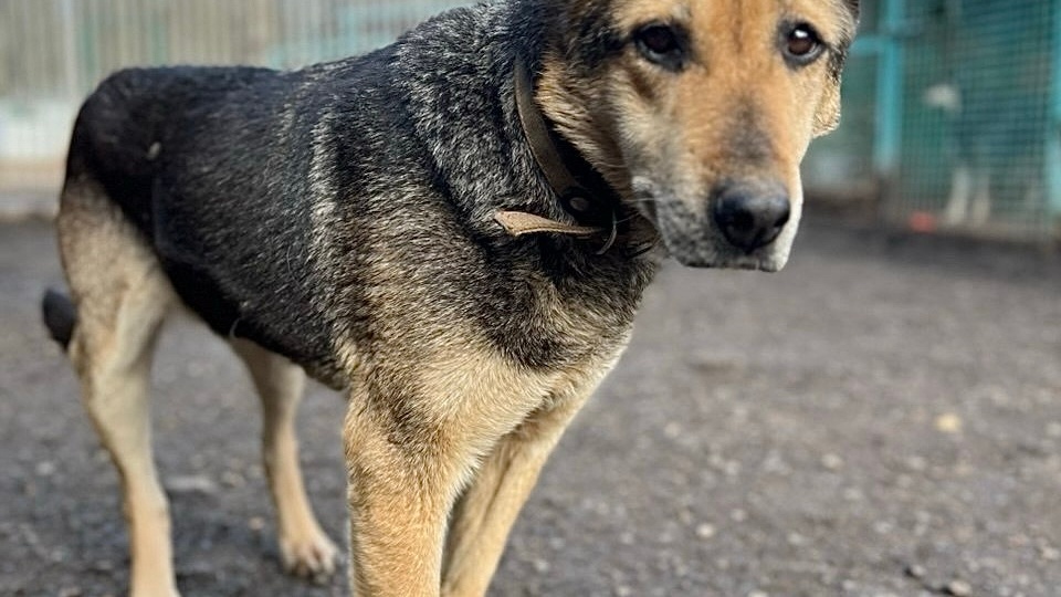 Волонтёры готовились увидеть на рентгене у собаки метастазы, но только не это