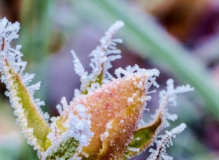 Возвратные заморозки