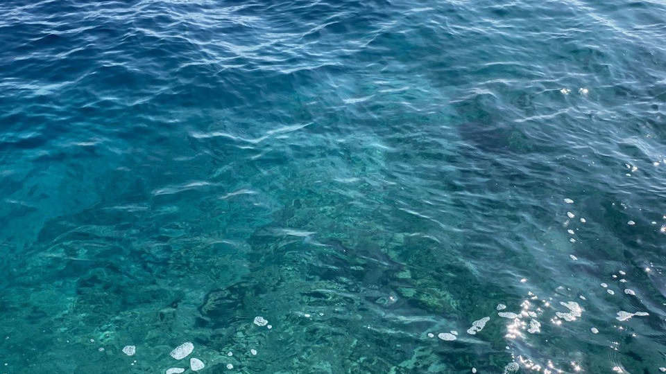 Зачем ехать в Хургаду? Ради рыб