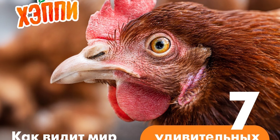 Как видит мир курочка: 7 удивительных фактов