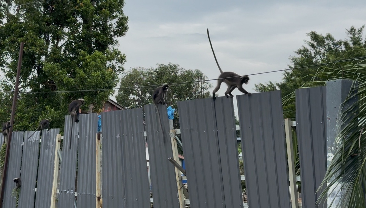 Свободно гуляют Чёрные Лангуры