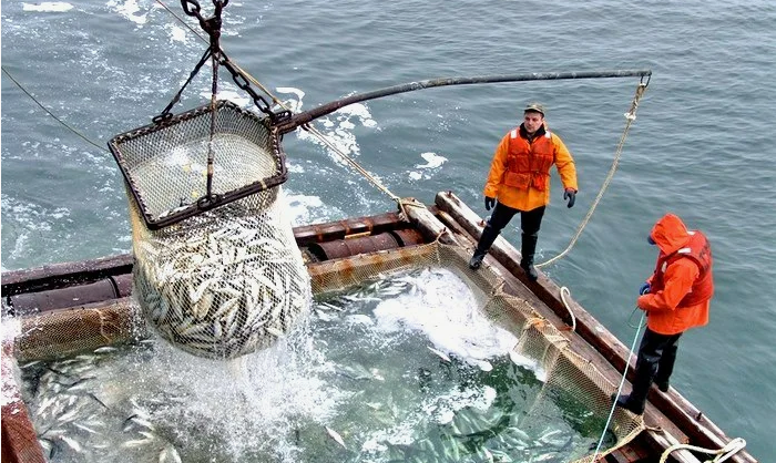 Поставки минтая в Китай выросли в полтора раза.