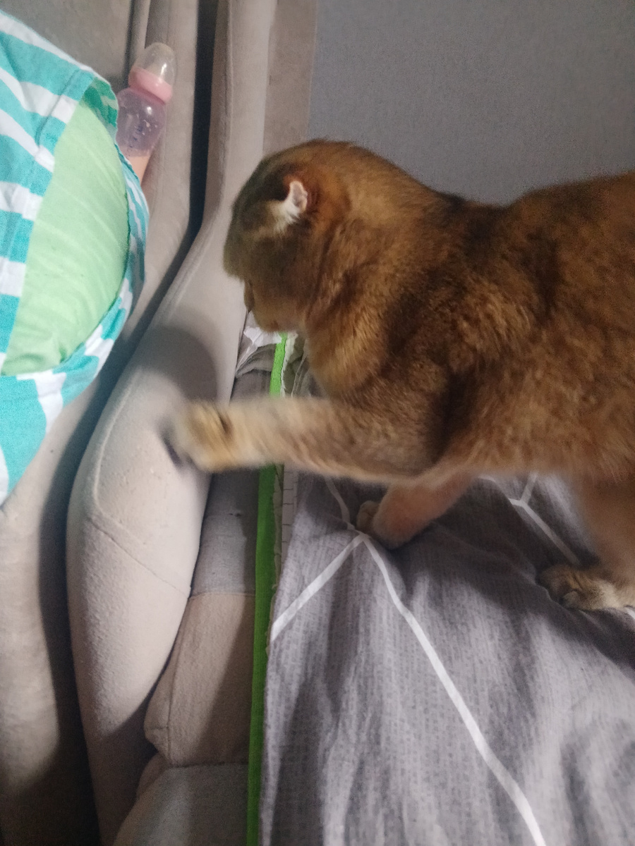 Тоська нашла себе новую когтеточку