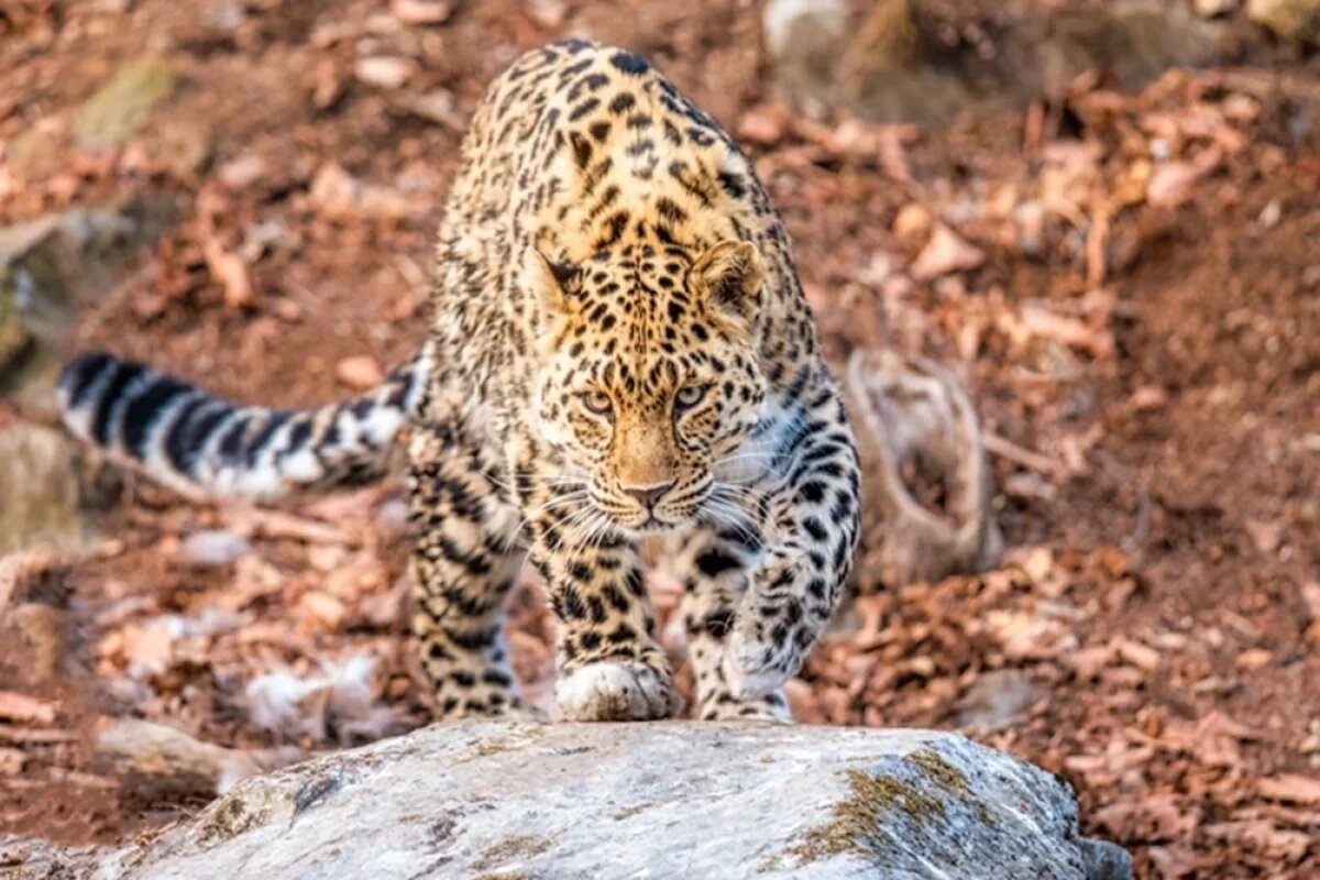    «Самая редкая дикая кошка на планете», финалист фестиваля «Первозданная Россия».