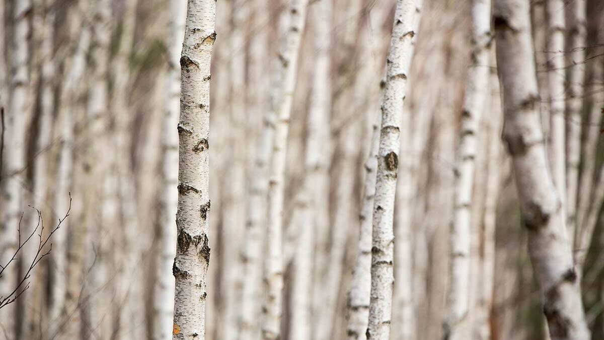    Фото: shutterstock