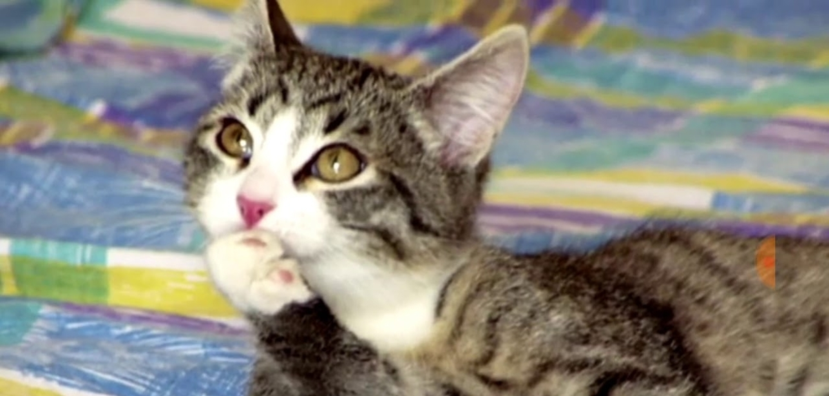 Котик-клиент думает...