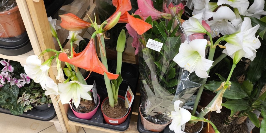 Эта простая хитрость заставляет амариллис цвести снова и снова: 4 шага к следующему этапу