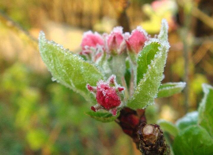 Защита сада от возвратных заморозков