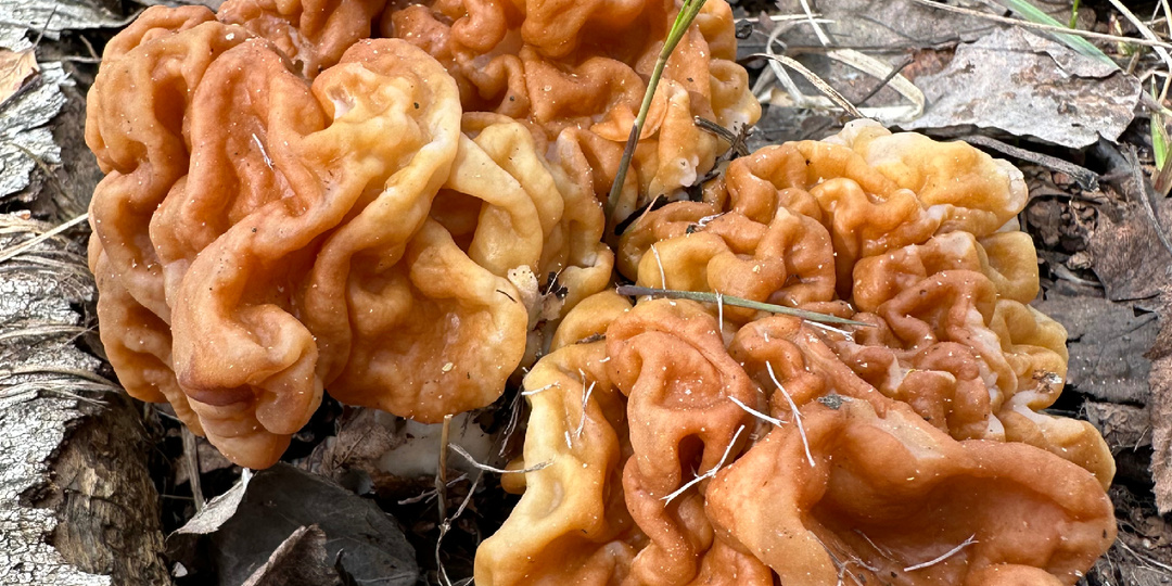 Строчок гигантский (Gyromitra gigas): весенний деликатес или русская рулетка?