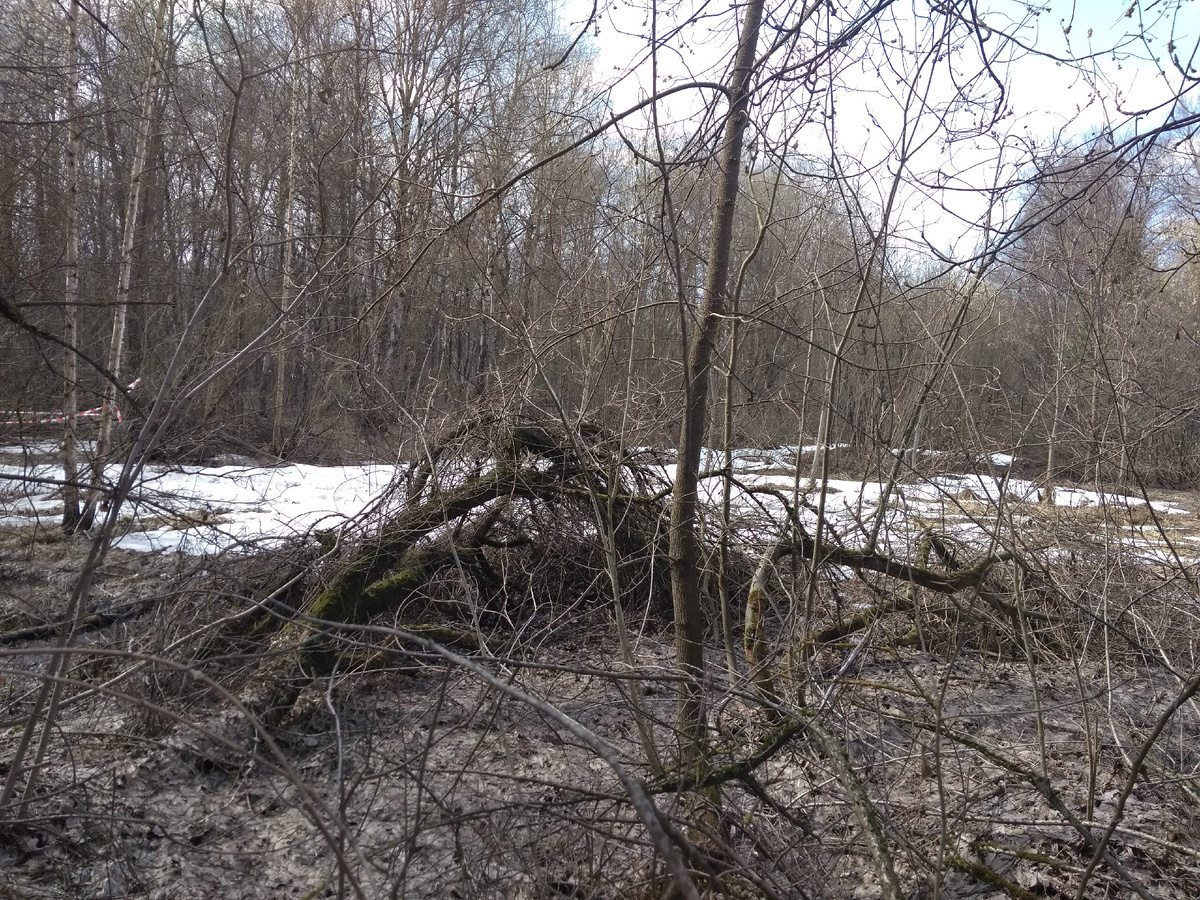 Это, кстати, уже апрель... после дождичка