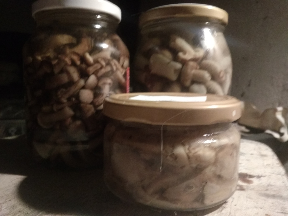 Мухоморы, опята, волнушки...