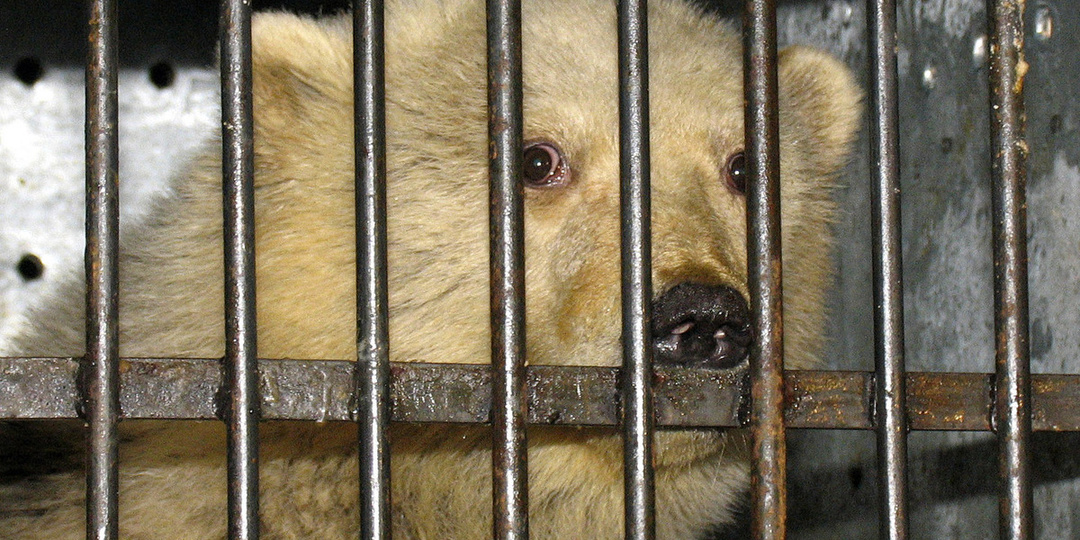 Участник СВО отдал медведя соседке и пропал без вести