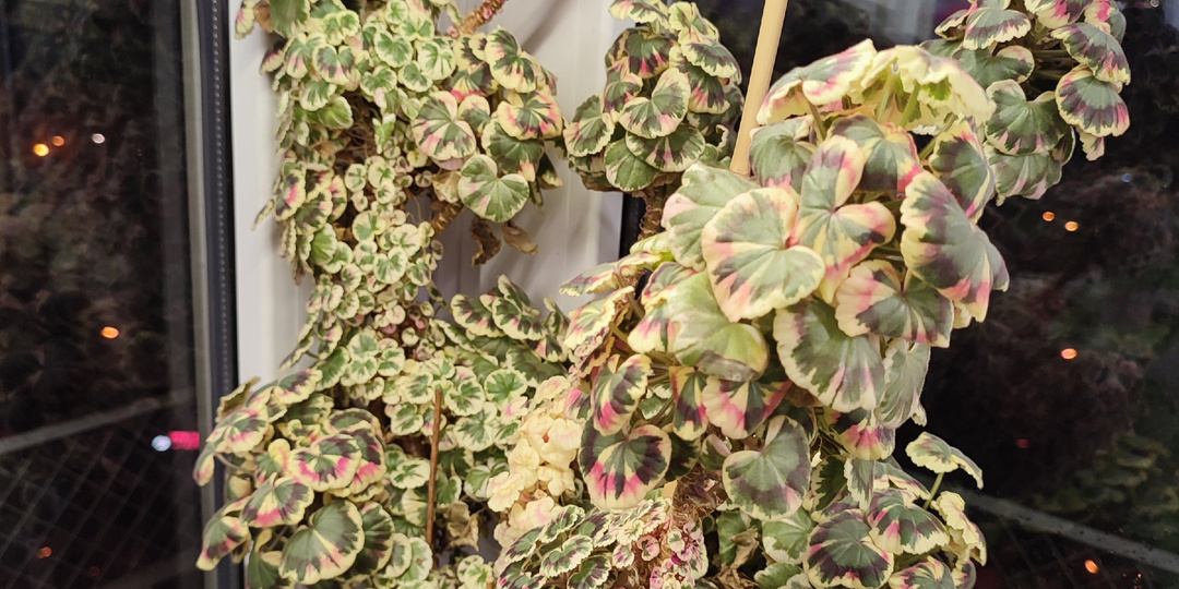 Обрезаем пеларгонию Excalibur и смотрим кустики Ода.