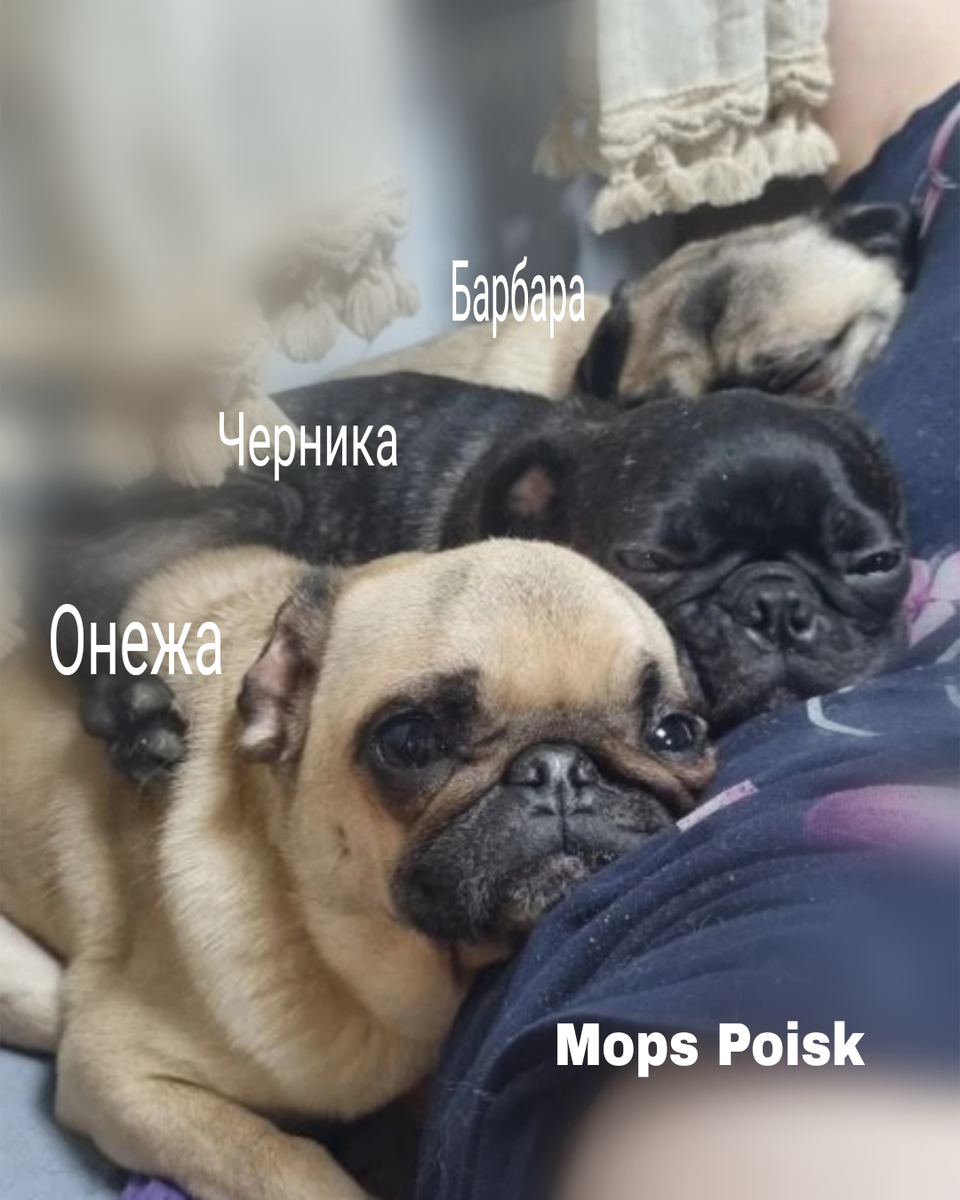 Мопсы  в поиске Своего Человека!