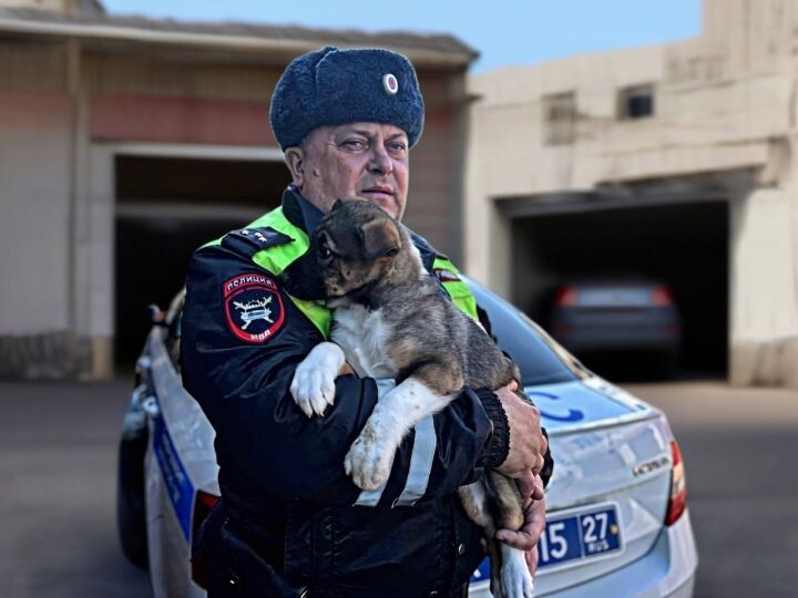 В Комсомольске-на-Амуре инспектор ДПС спас пять щенков, брошенных в коробке возле гаражей