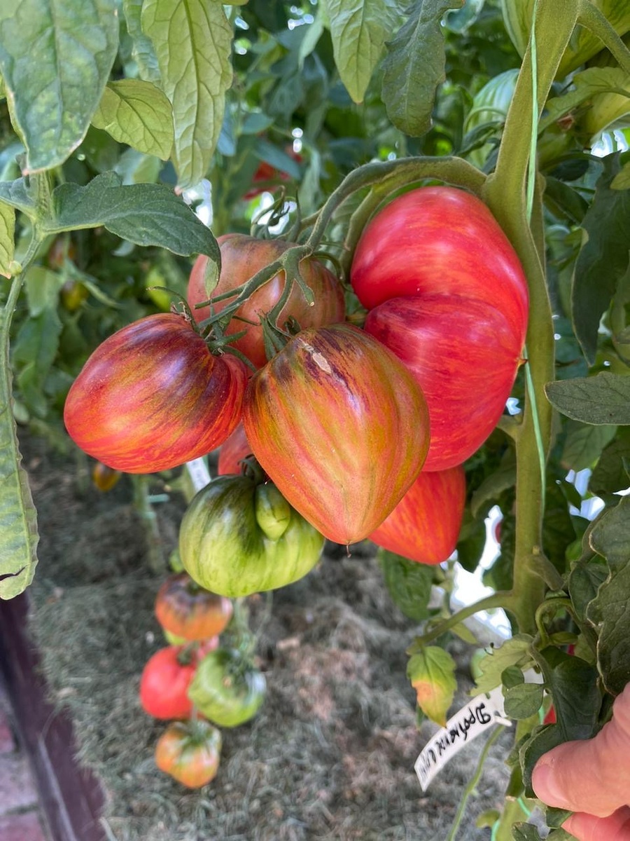 Томат дробленое сердце 🧡 довольно таки мясистый сорт 