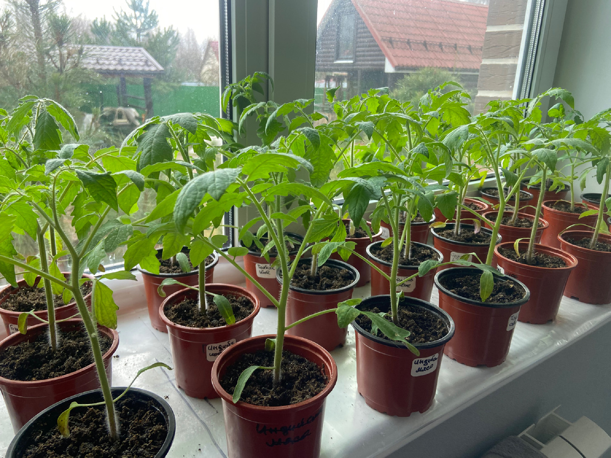 Томаты радуют но ой как им тесно еще чуть чуть и начнут вытягиваться, завтра они обретут простор 😊