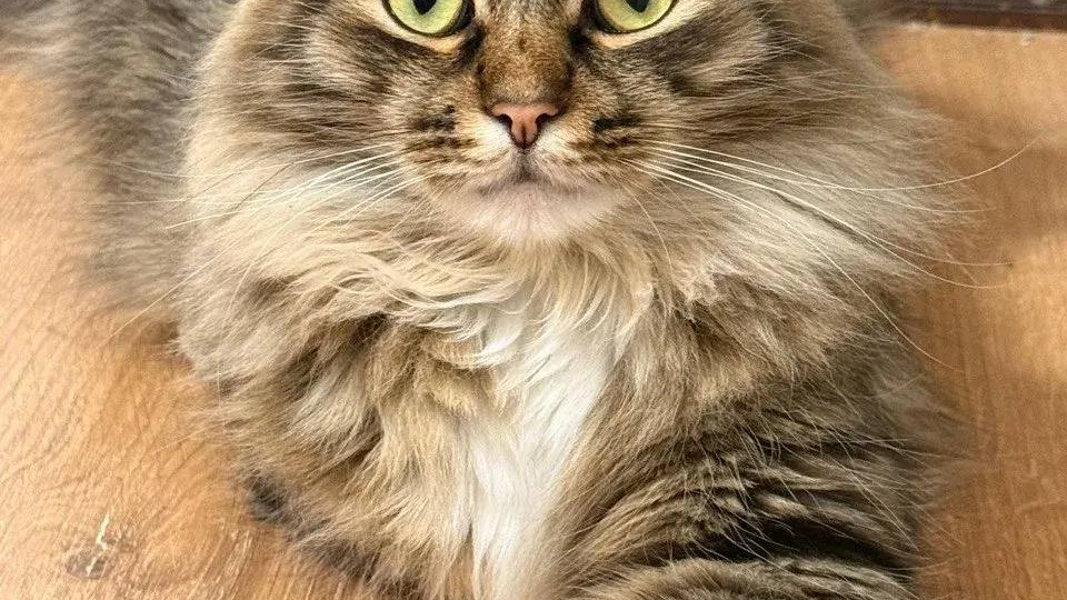 😸 НЕ ЛЕСНОЙ ЛЕШИК
