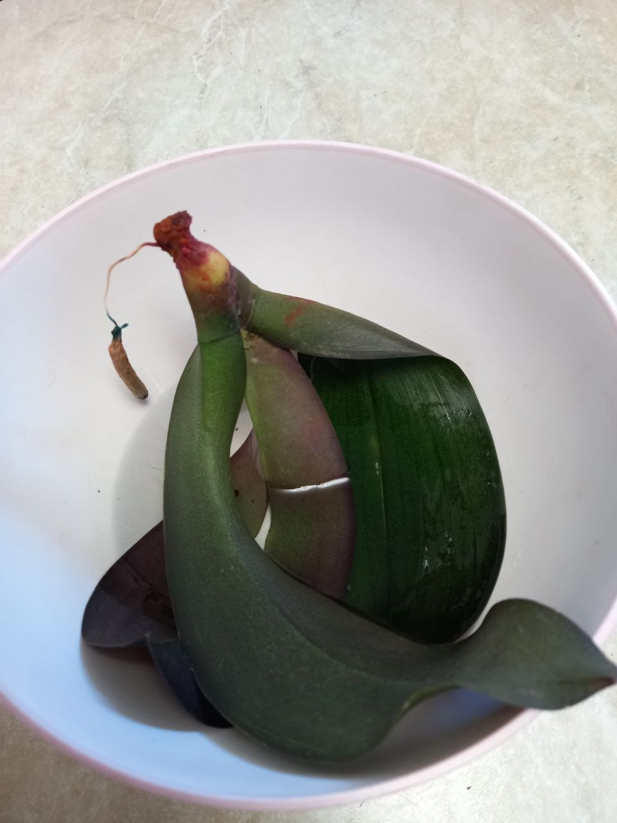 Фотография зрительницы канала.