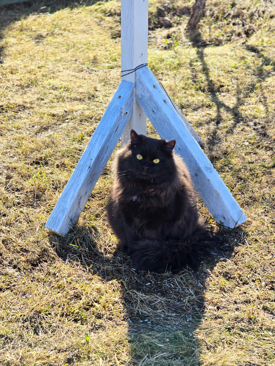 Вот, сидим-с, запутались