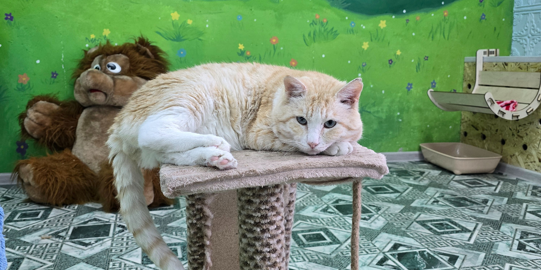 Комната котят заперта, они лечатся