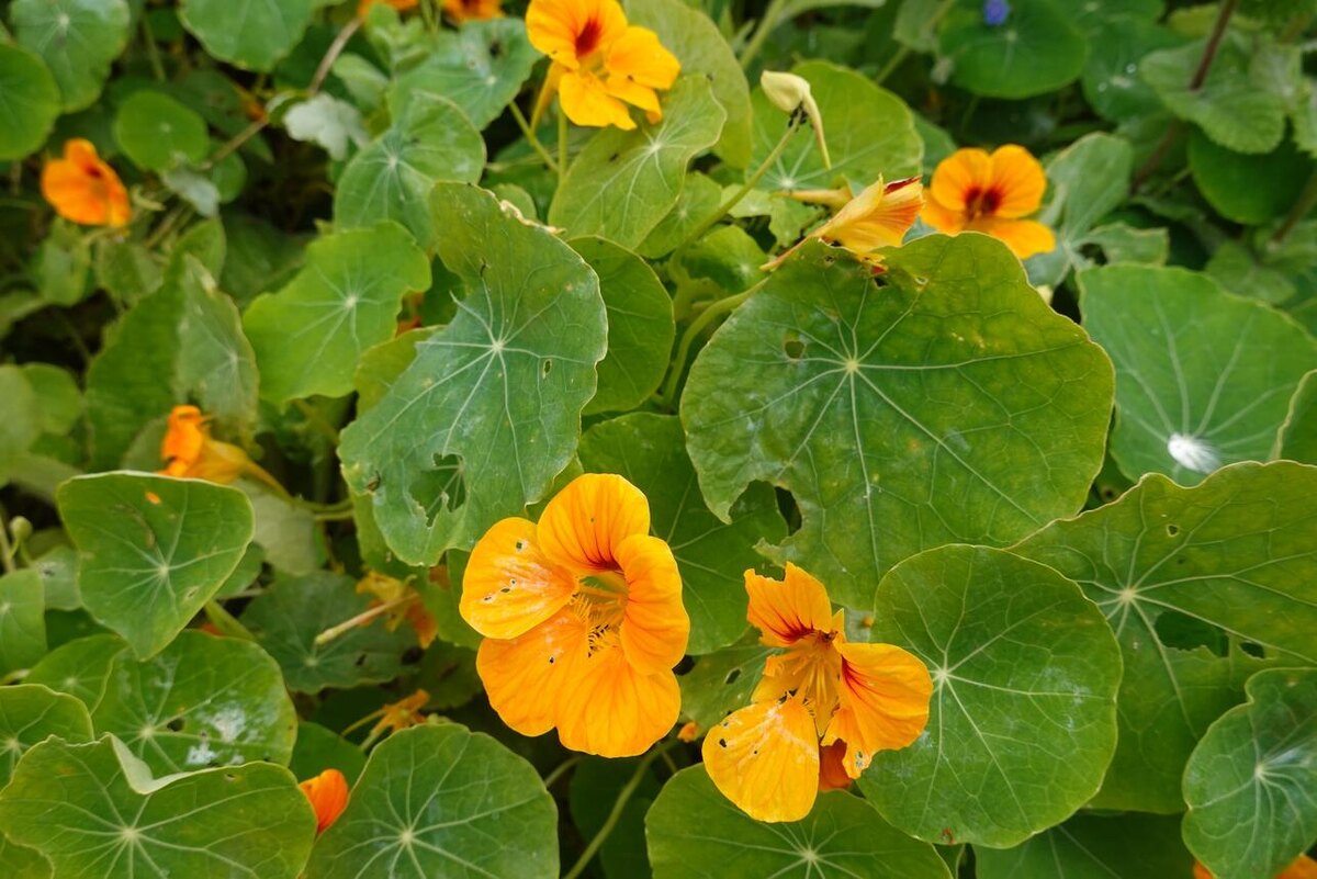    Настурцию можно сеять уже в мае 123RF/legion-media.ru