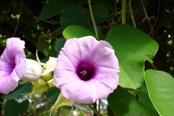 Гавайская роза / Scott Zona/Flickr.com   📷