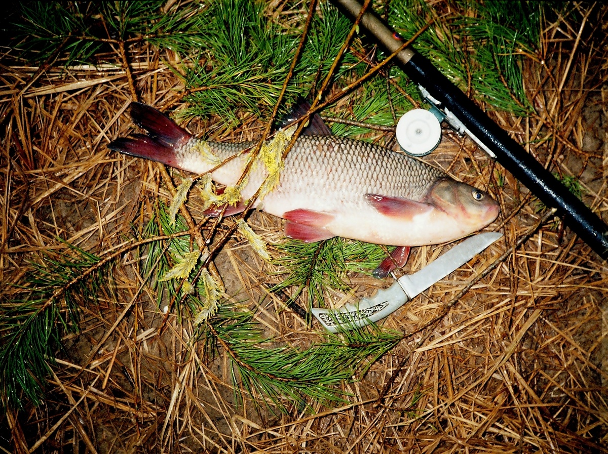 Весенний язь