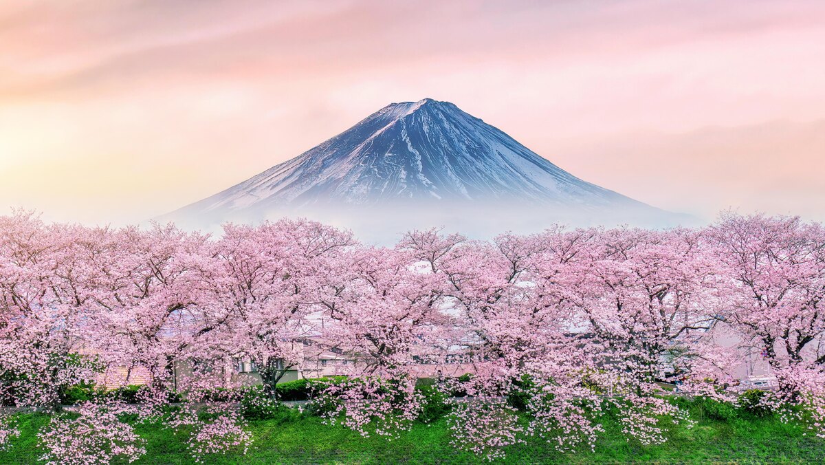 , фото: Guitar photographer/Shutterstock/Fotodom.ru📷Некоторые деревья на юге Японии уже не достигают пика цветения — по прогнозам исследователей, в ближайшие десятилетия эта тенденция распространится на север