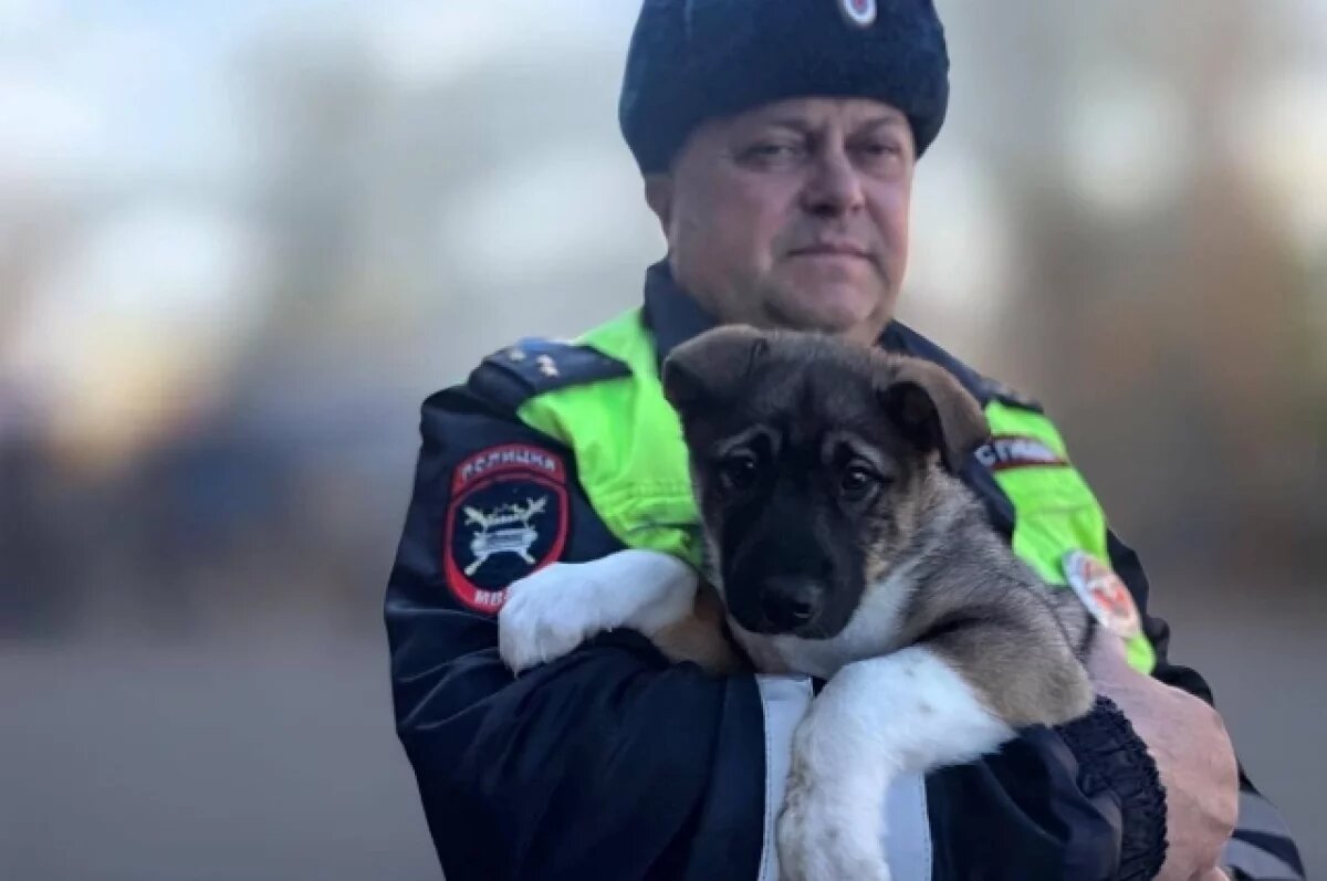    Слепые щенки нашли спасение у сотрудника ГАИ из Комсомольска-на-Амуре
