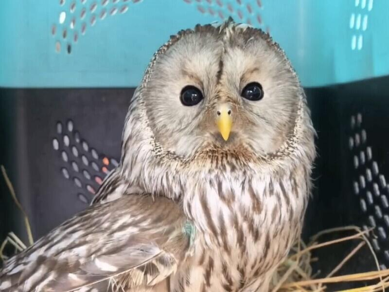 © Фото: t.me/zoogallery_irkutsk