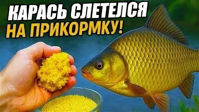 ЧЕМ и КАК ЛУЧШЕ прикормить КАРАСЯ ВЕСНОЙ!
