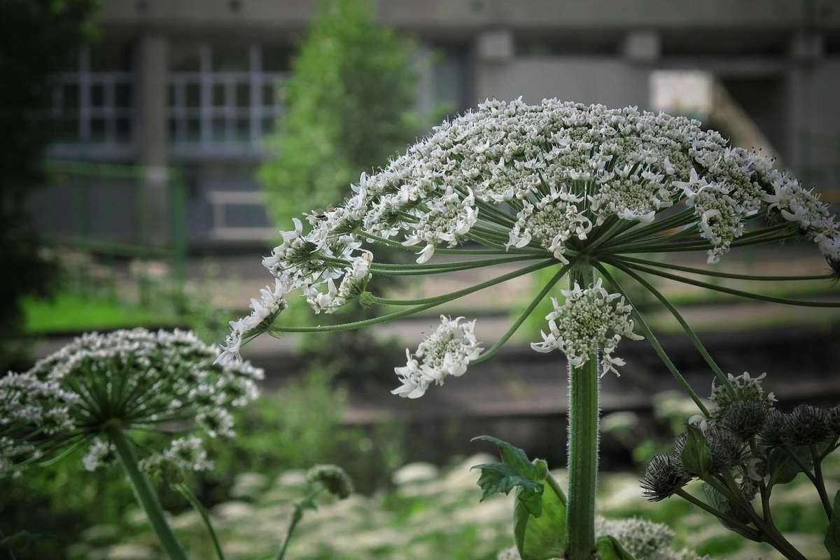    Борщевик в центре Петрозаводска. Фото: Николай Смирнов