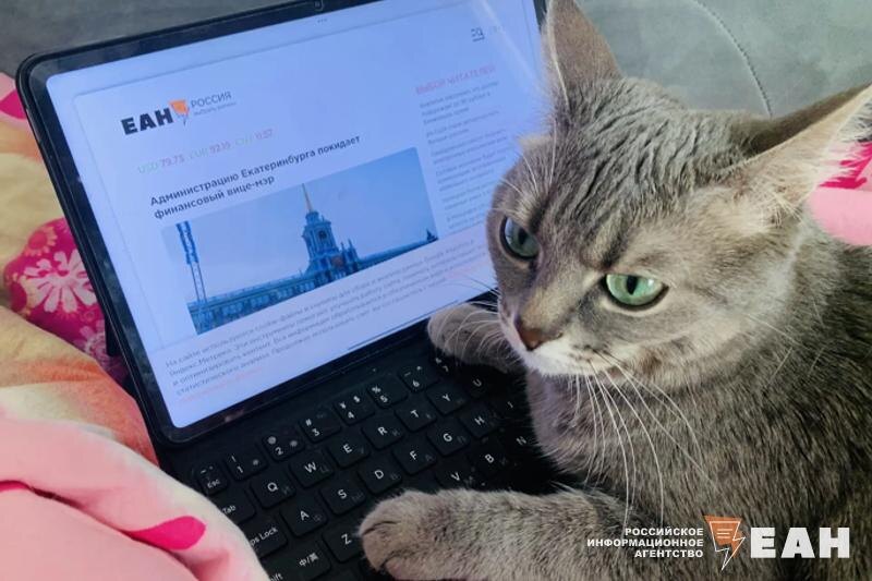    ЕАН. Кошка за планшетом