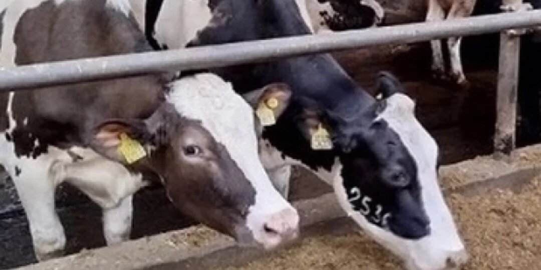 В Ярославской области разоблачили схему мошенников по изъятию скота