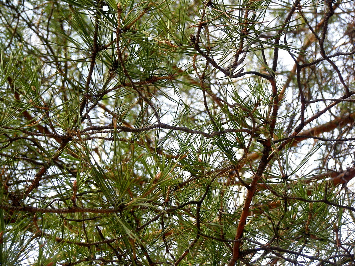 Фото: Молодая хвоя лиственницы