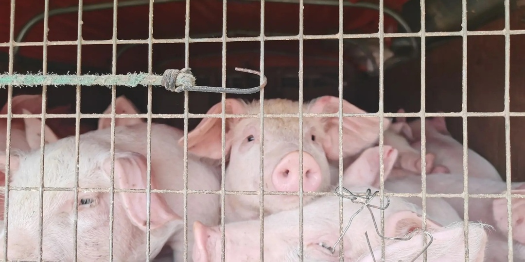 Сотню поросят-нелегалов пытались вывезти из Иркутской области