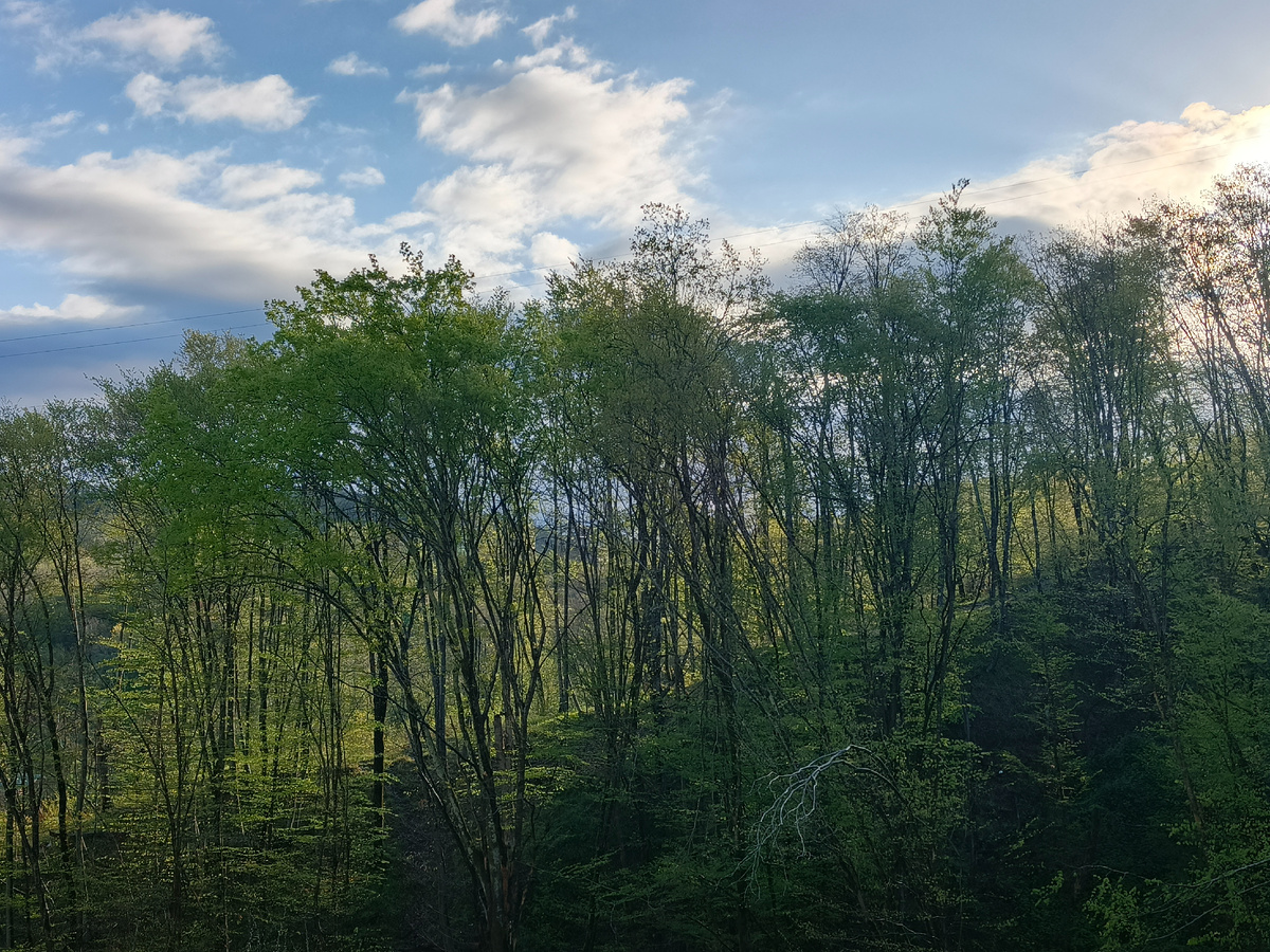 Адлер, село Орел-Изумруд, 08.04.26, 7.10