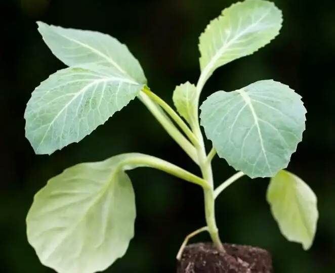 Как на корню не сгубить рассаду капусты: 3 ошибки - кто знает, всегда с капустой. И как мы сами мешаем капусте растить крупные головки