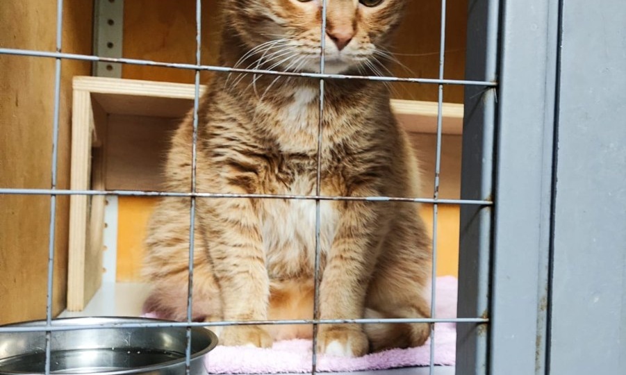 Один день из жизни Мурчашки